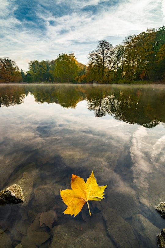 leaf on water in Dortmund Germany