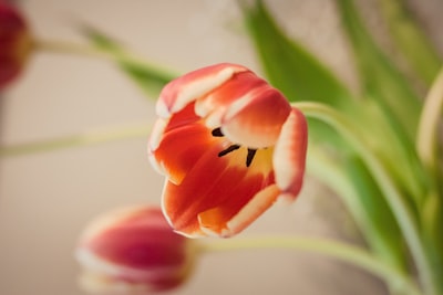 selective focus photo of orange flower mississippi teams background