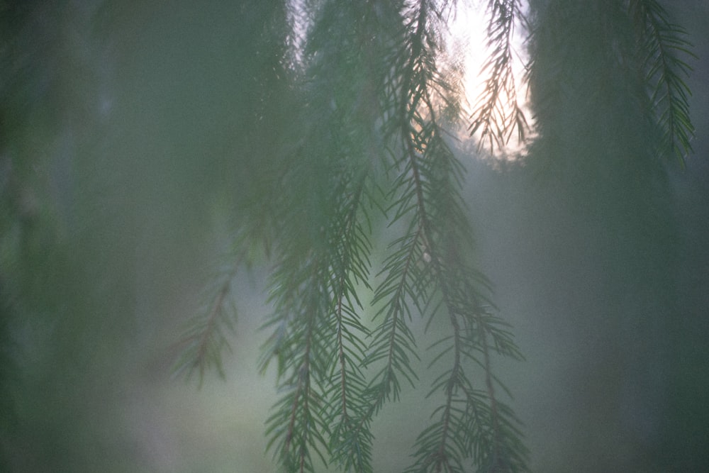 green leaf plant