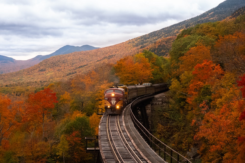 orange train between fall trees