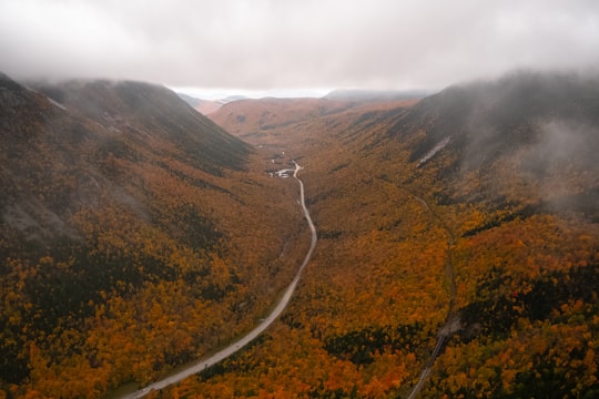 river surrounded by yellow flowers in New Hampshire United States