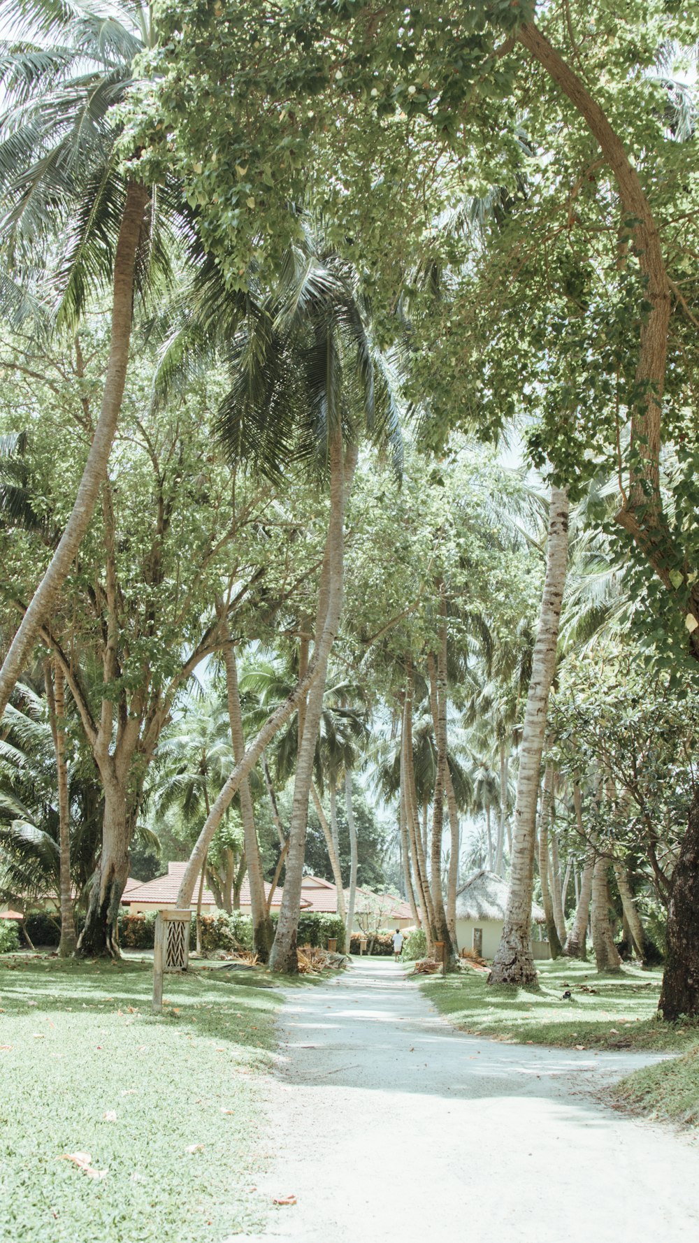 empty street in between of trees