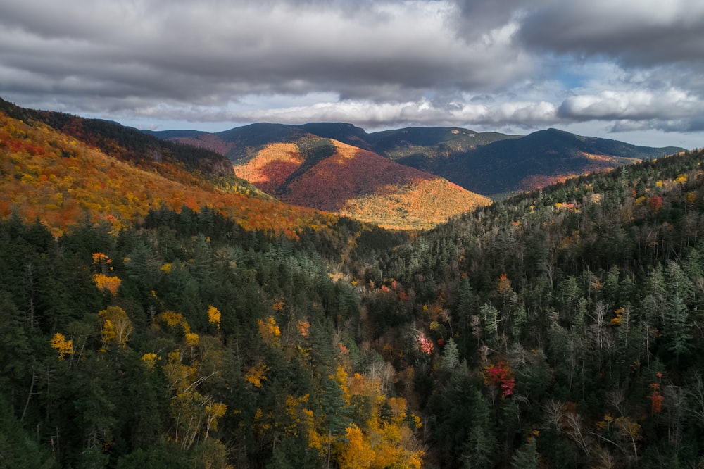 green forest under white clouds