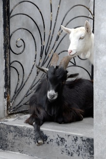 The Laughing Goats care about your health & happiness
