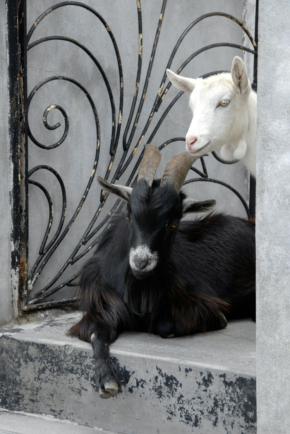 a black and a white goat in gated entry