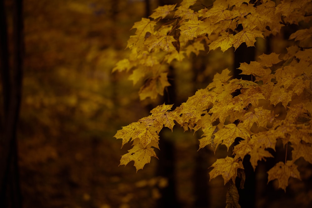 green tree