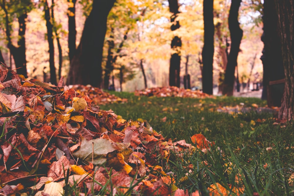 Un montón de hojas en el suelo en un parque