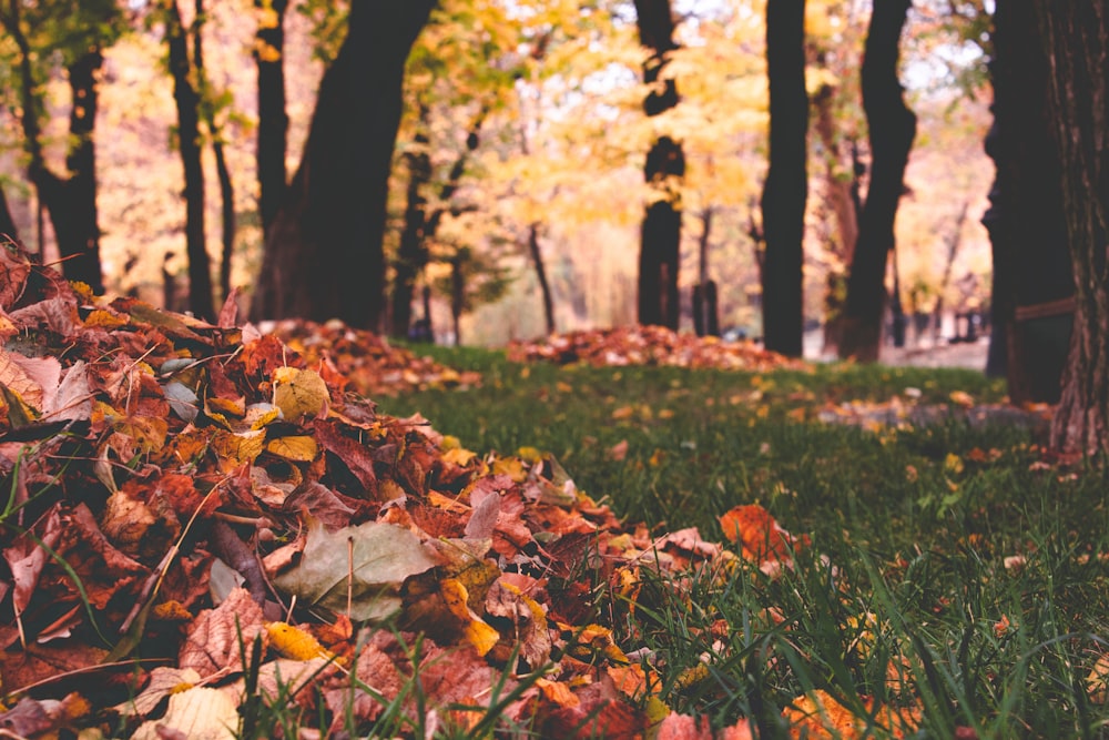 a pile of leaves on the ground in a park