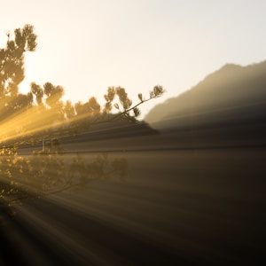 sunlight and tree