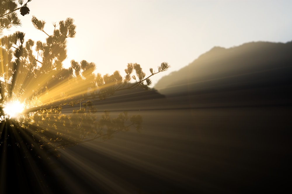 La luz del sol y el árbol