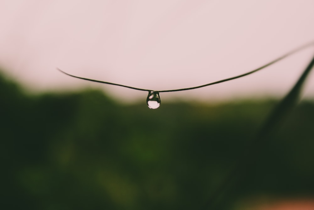 water droplets on green leaf