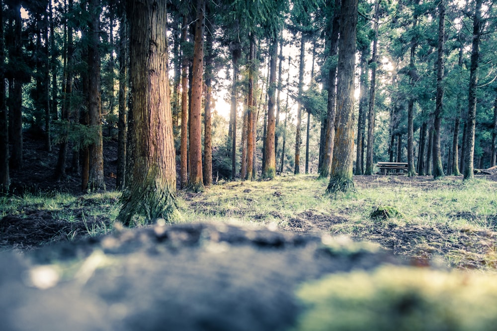 green trees in the forest