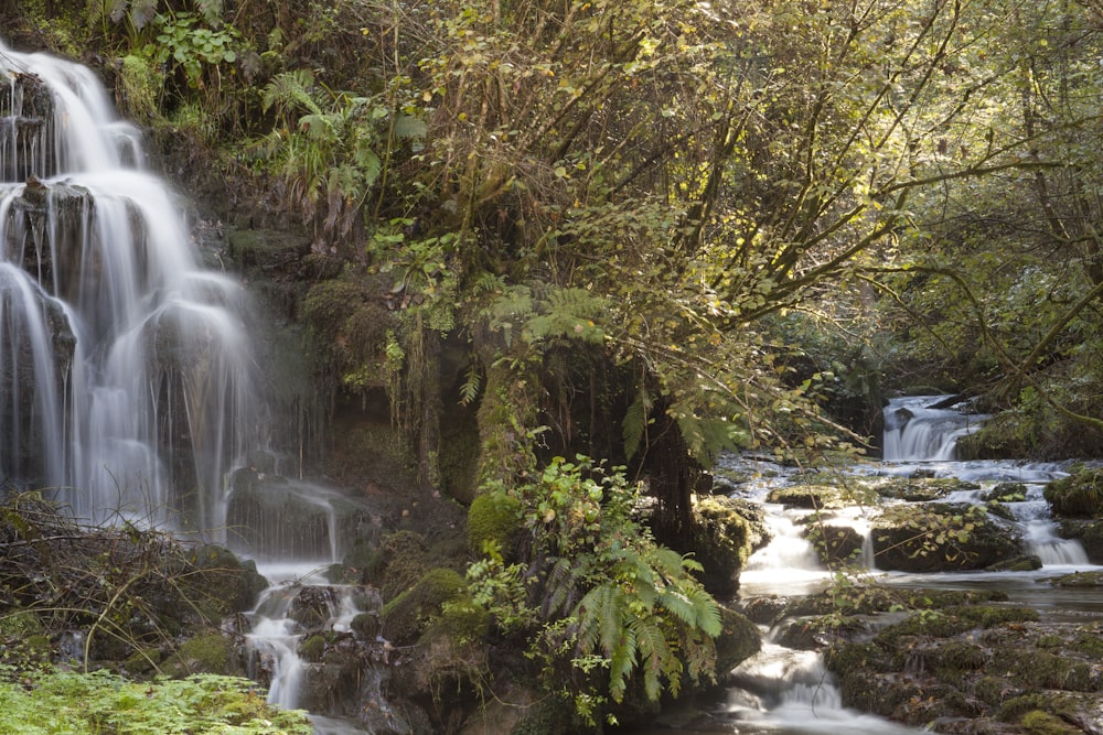 waterfalls surrounded of trees