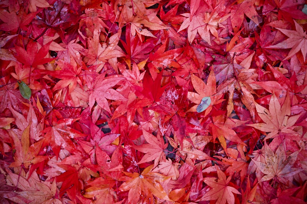 red leaves