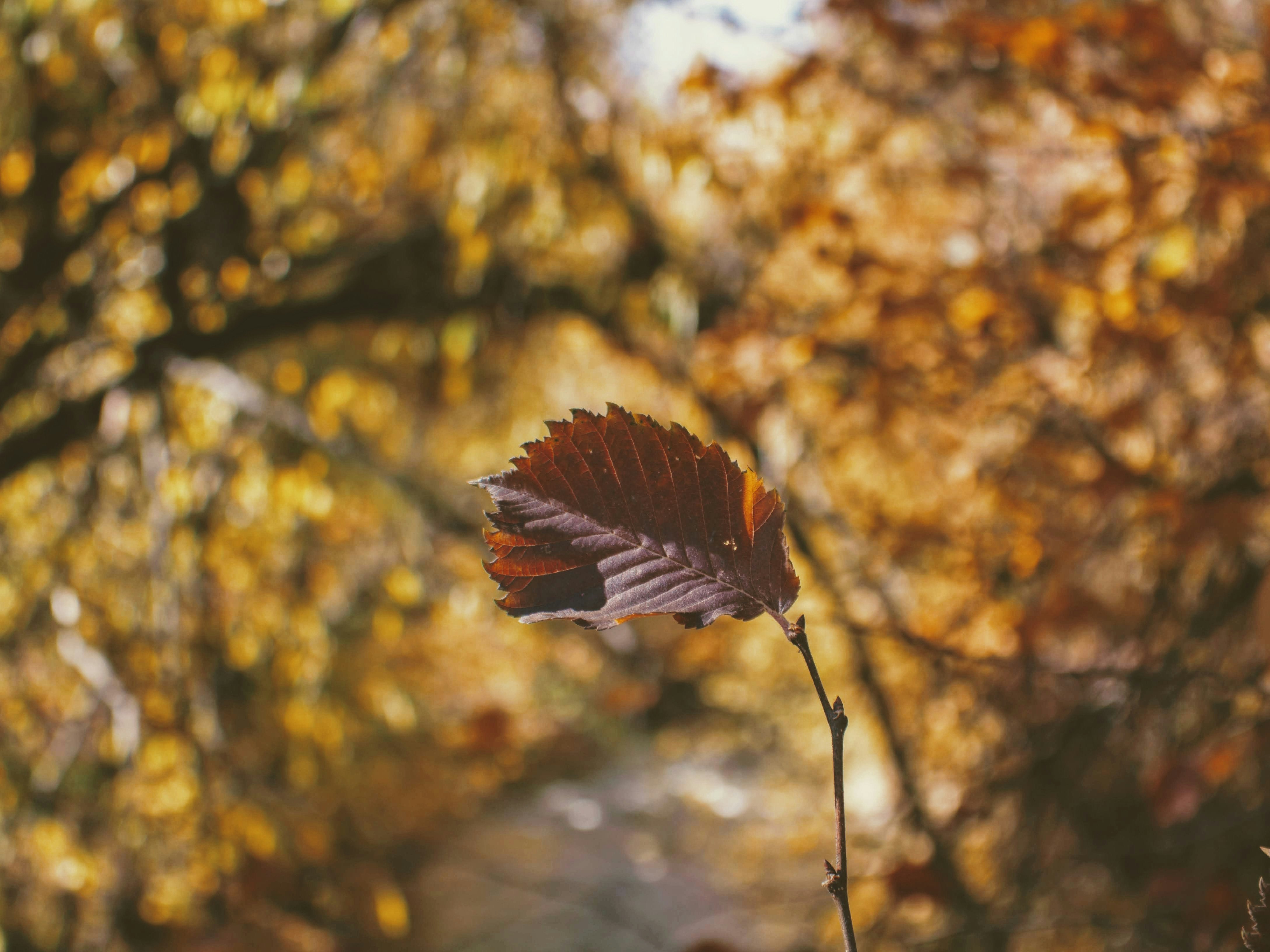 brown leaf on twig