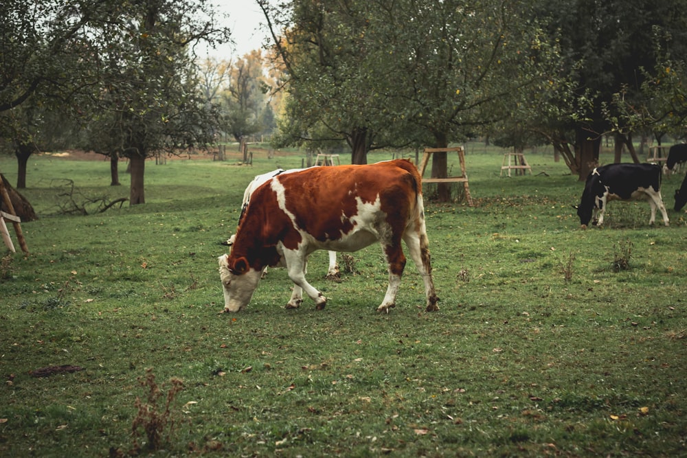 brown and white cow grazes in grass field
