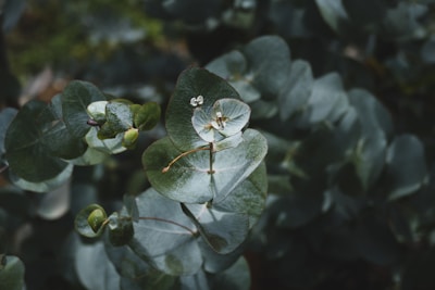 A close-up of eucalyptus leaves glistening with dew.