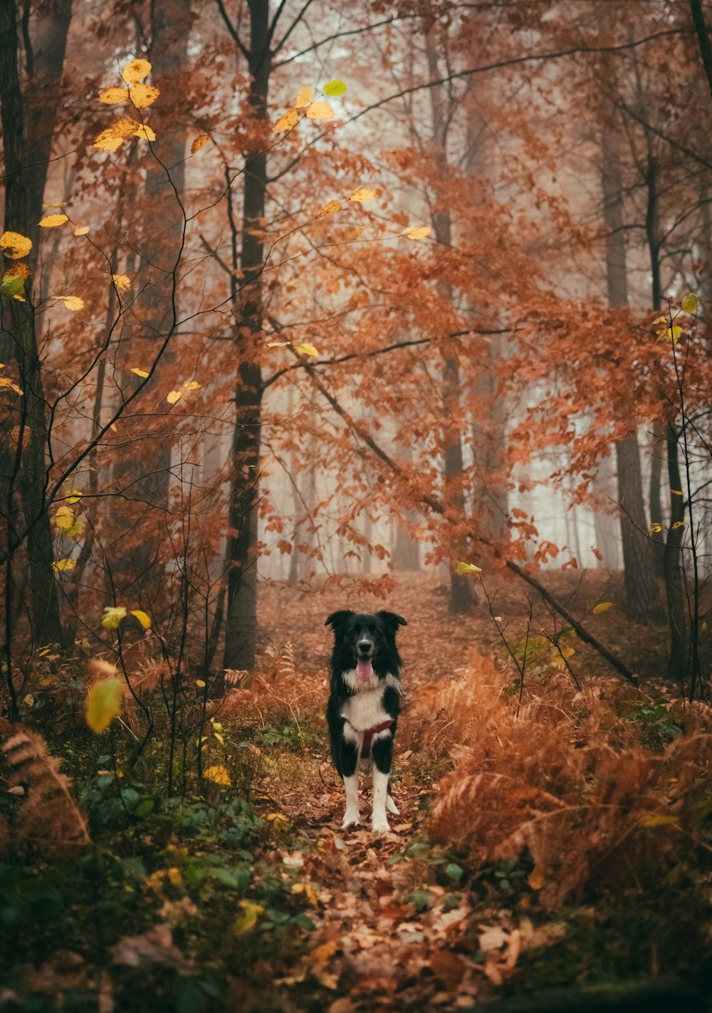 black and white dog in the middle of trees
