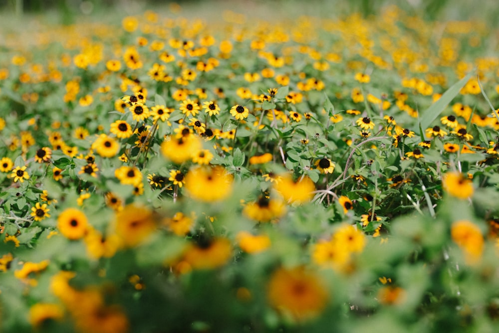 lote de plantas de girasol amarillo