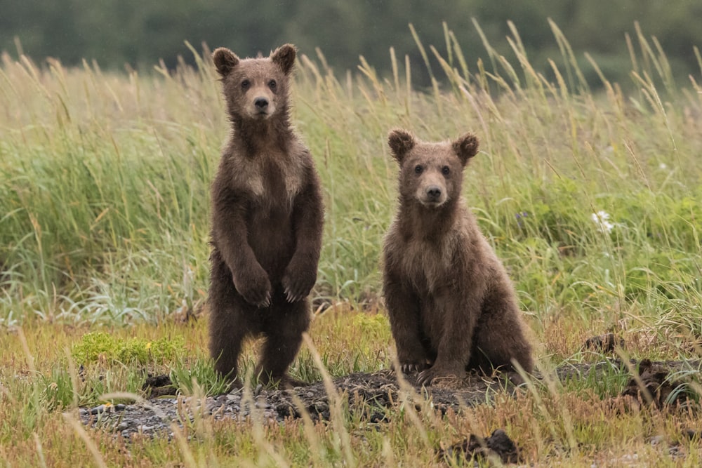 two gray bears in green lawn grasses
