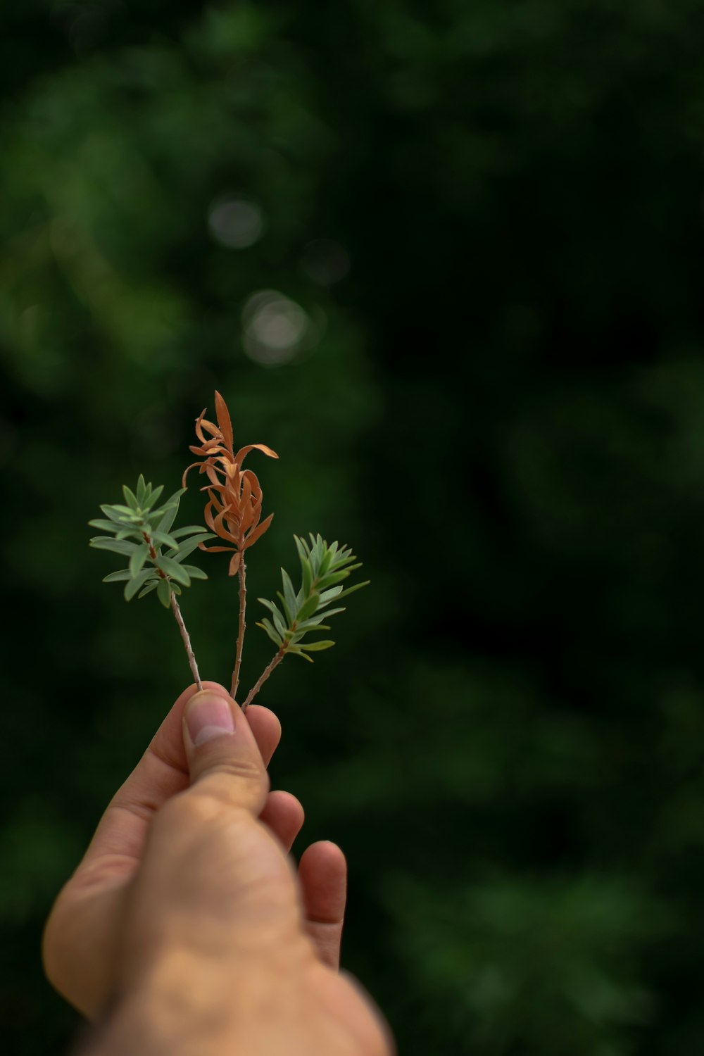 person holding plant