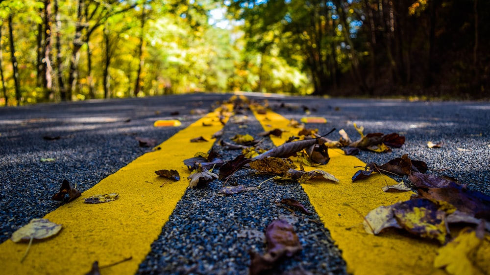focus photo of dried leaves on concrete road with trees