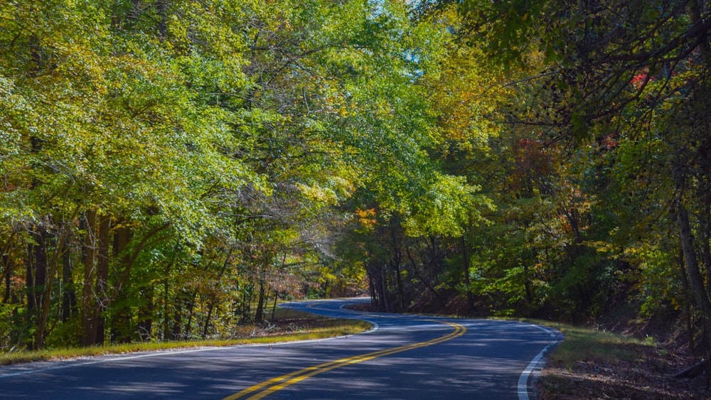 empty highway in the middle of tall trees at daytime