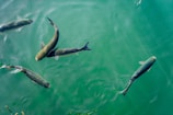 five black fish in body of water