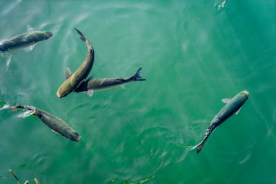 five black fish in body of water