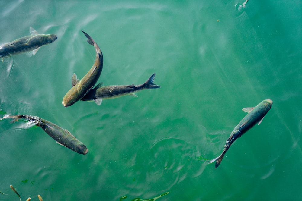 Cinq poissons noirs dans un plan d’eau