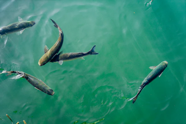 Carp in clear water