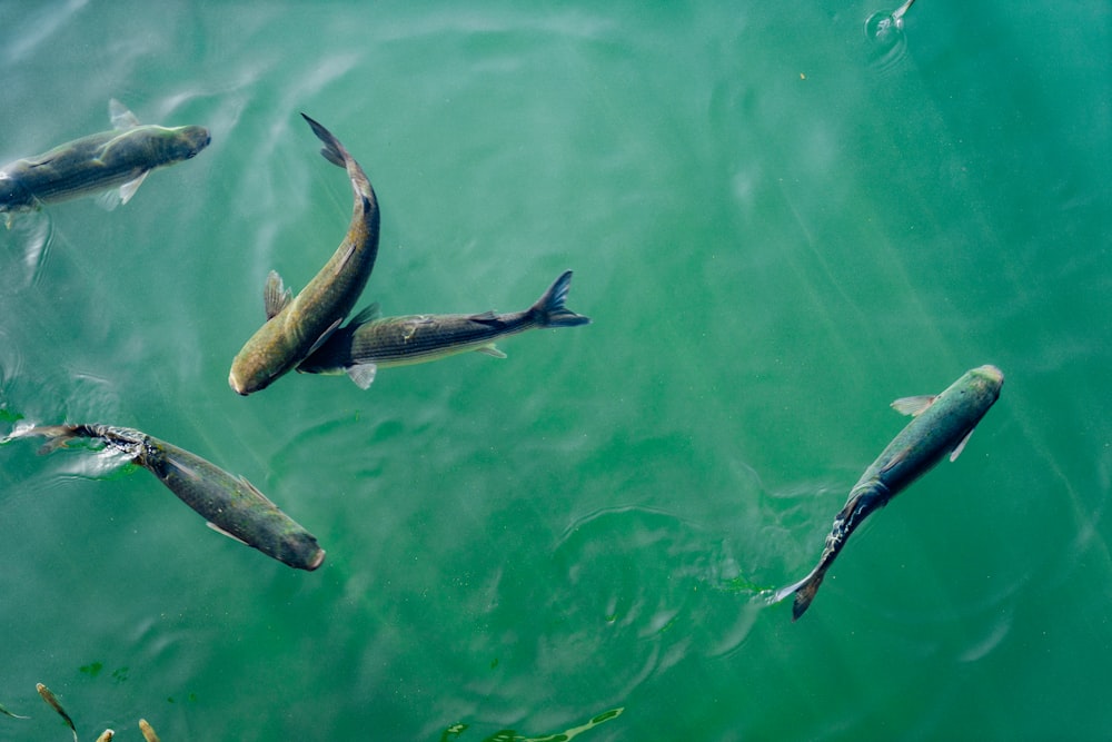 Fünf schwarze Fische im Gewässer