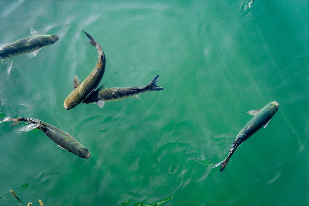 Aquarium fish feeding