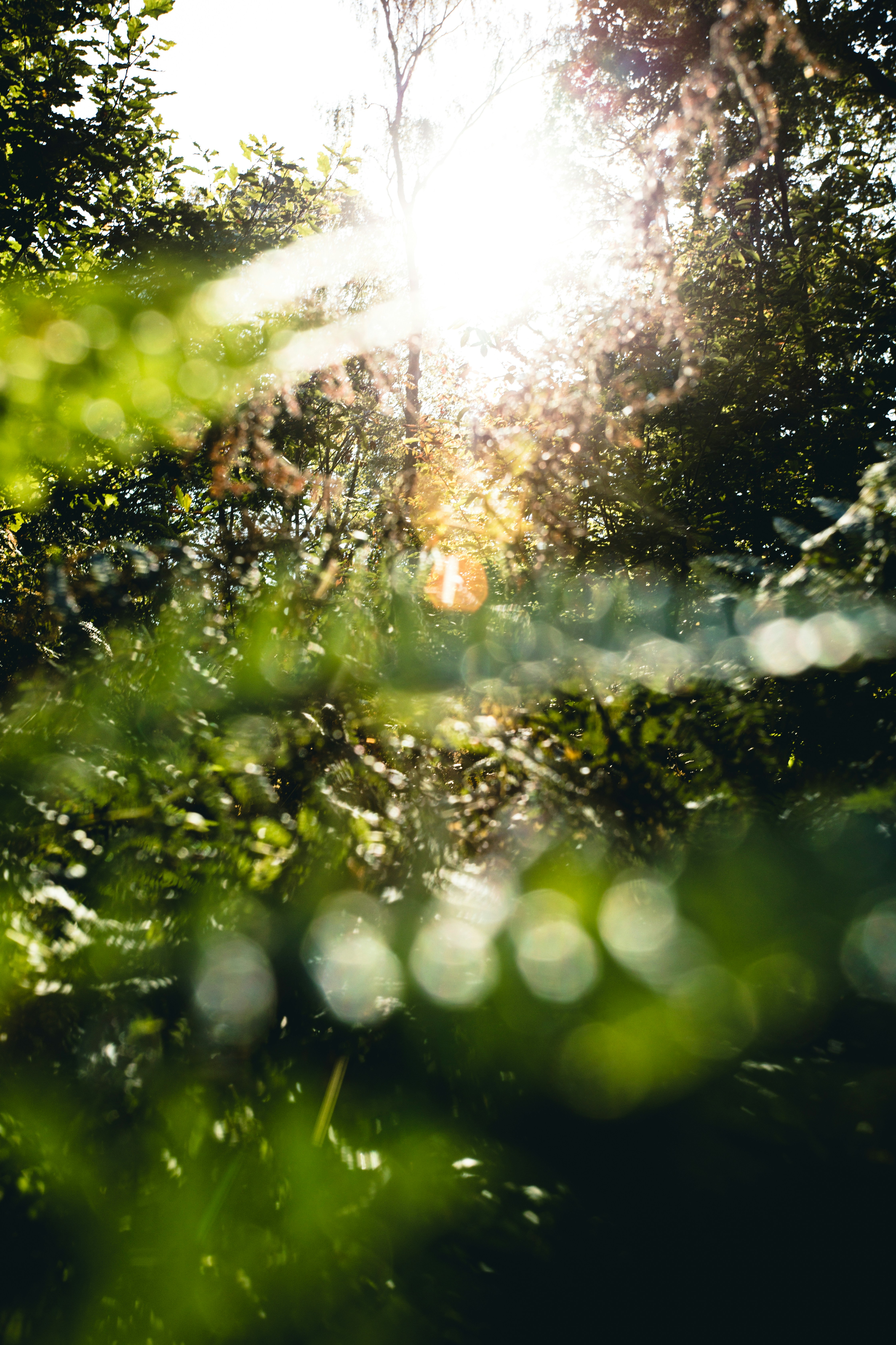 🌞 15분 햇볕 샤워, 내 몸에 비타민 D 충전하는 마법! ✨