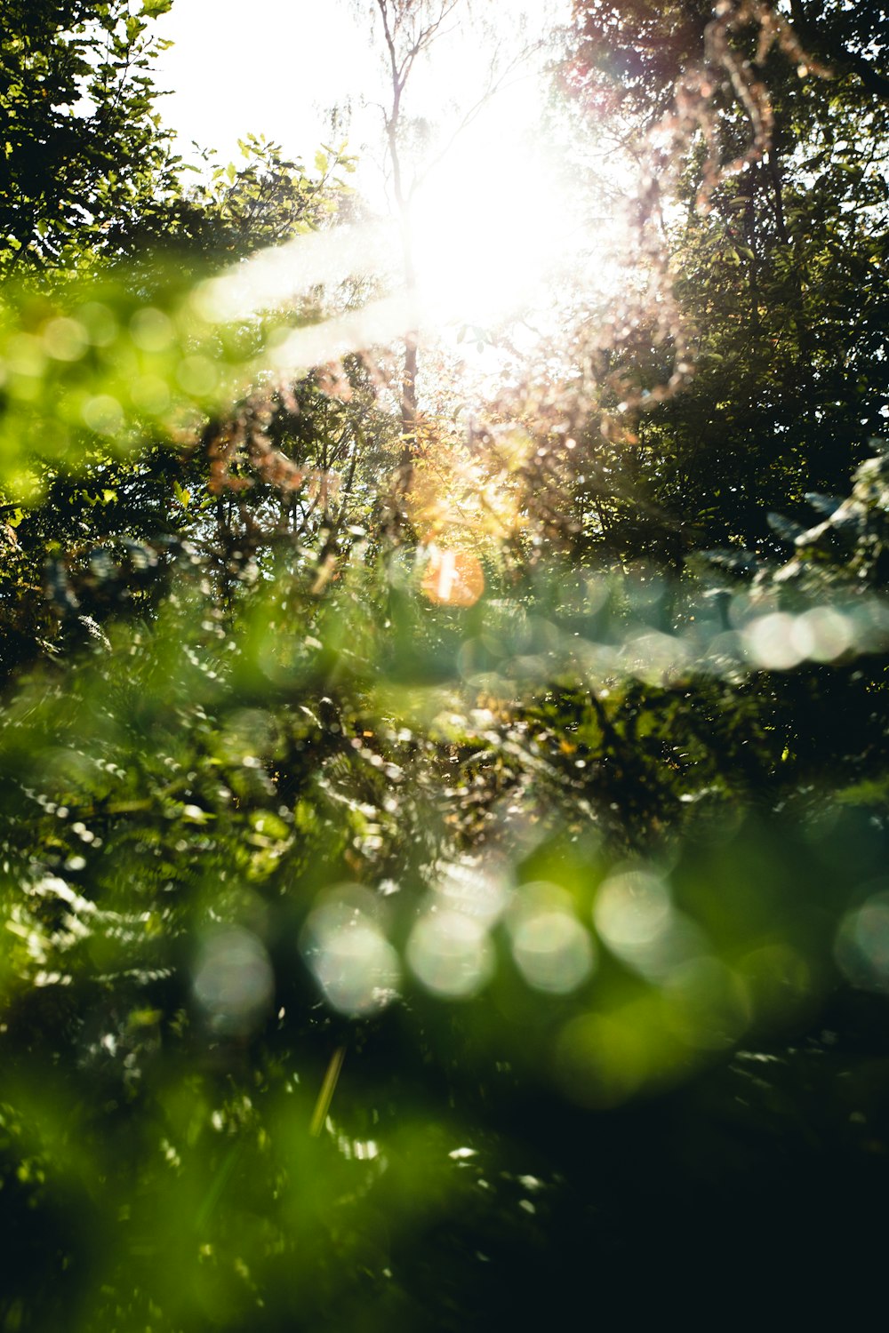 green trees