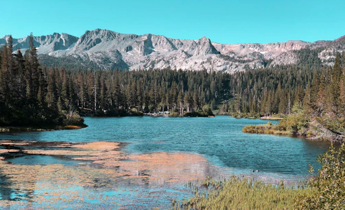 A serene lake in Canada surrounded by dense pine forests and mountains.