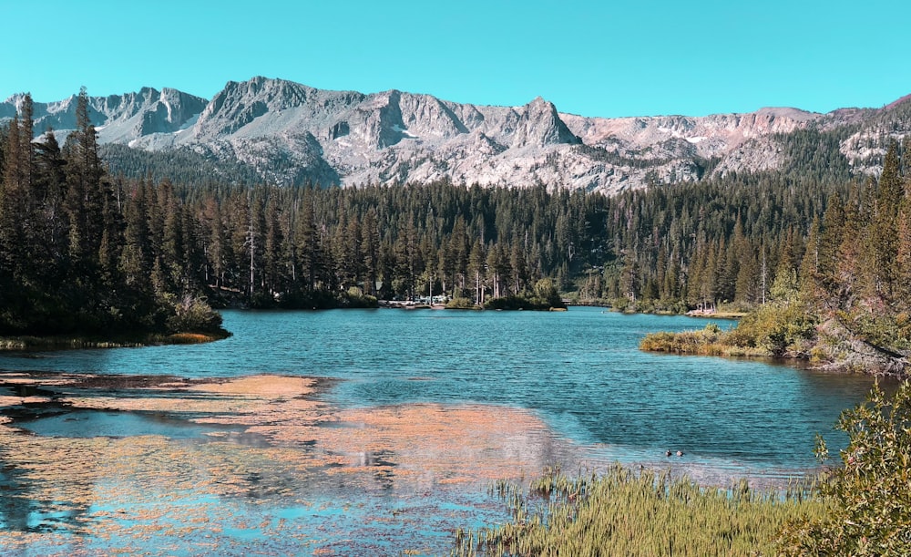 lago cercado de árvores durante o dia