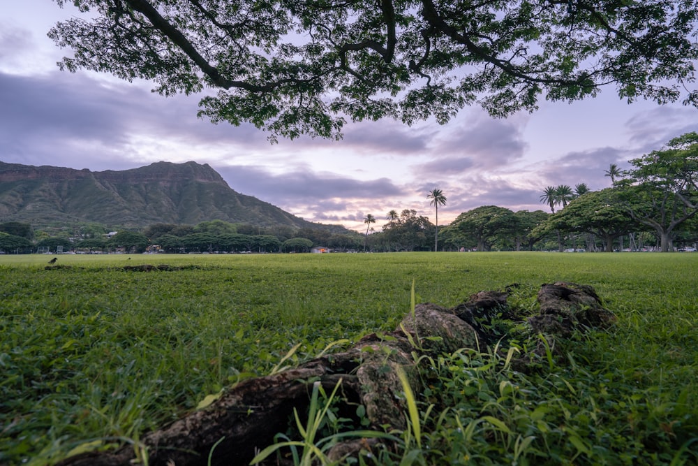 a large field with a tree and mountains in the background