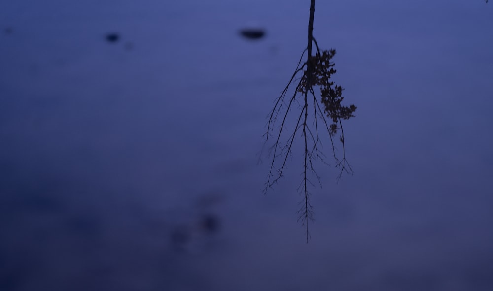 a leaf floating on top of a body of water