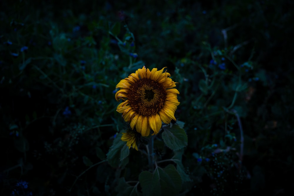 yellow sunflower overlooking leaves