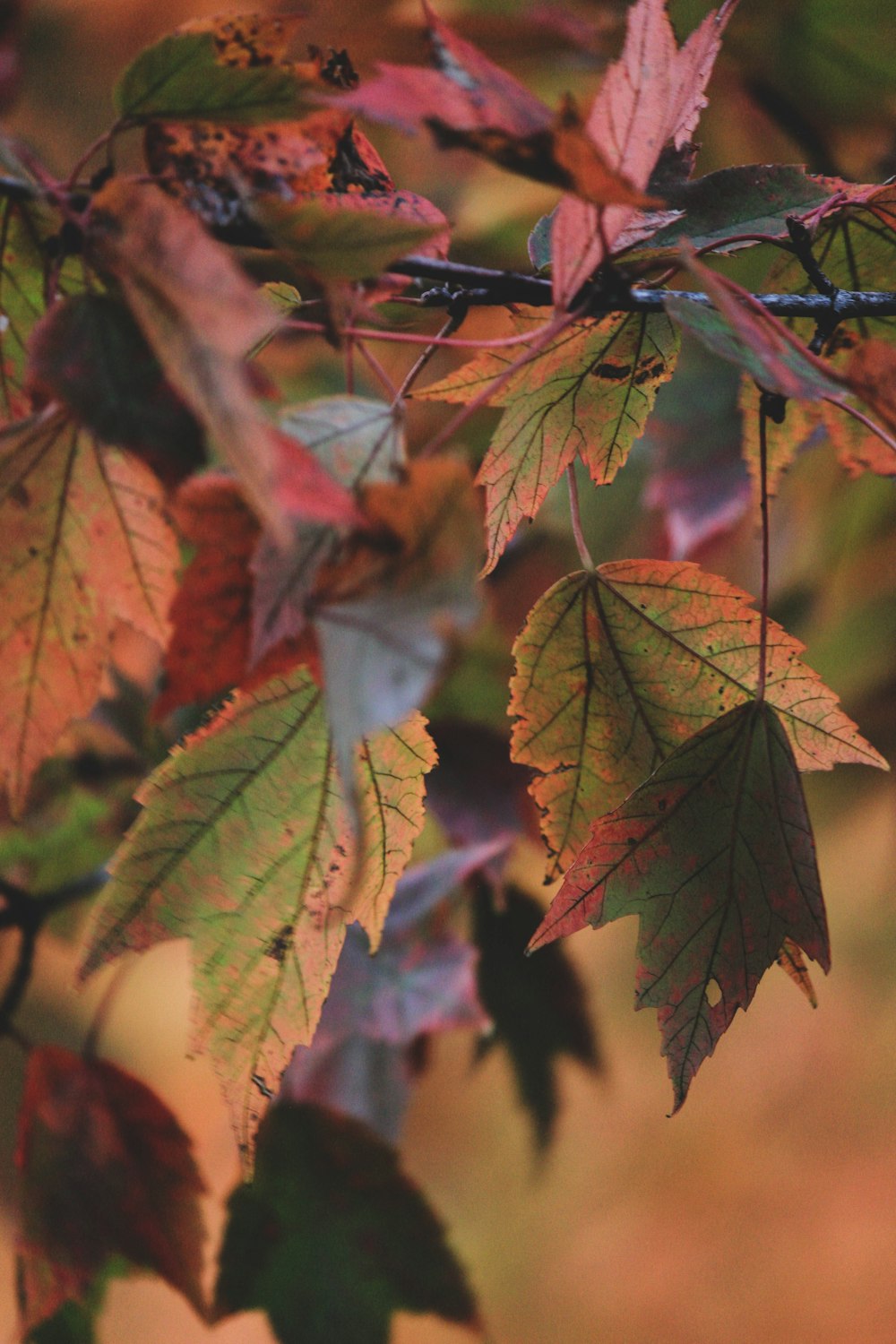 green-leafed tree