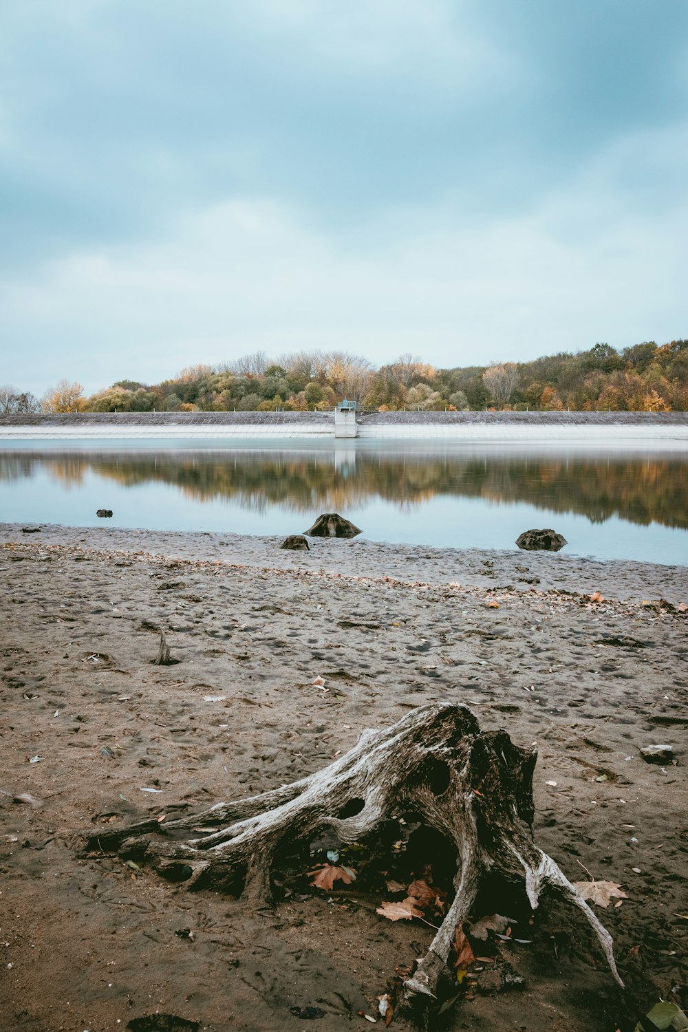 driftwood and body of water