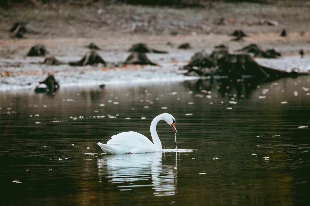 swan on body of water