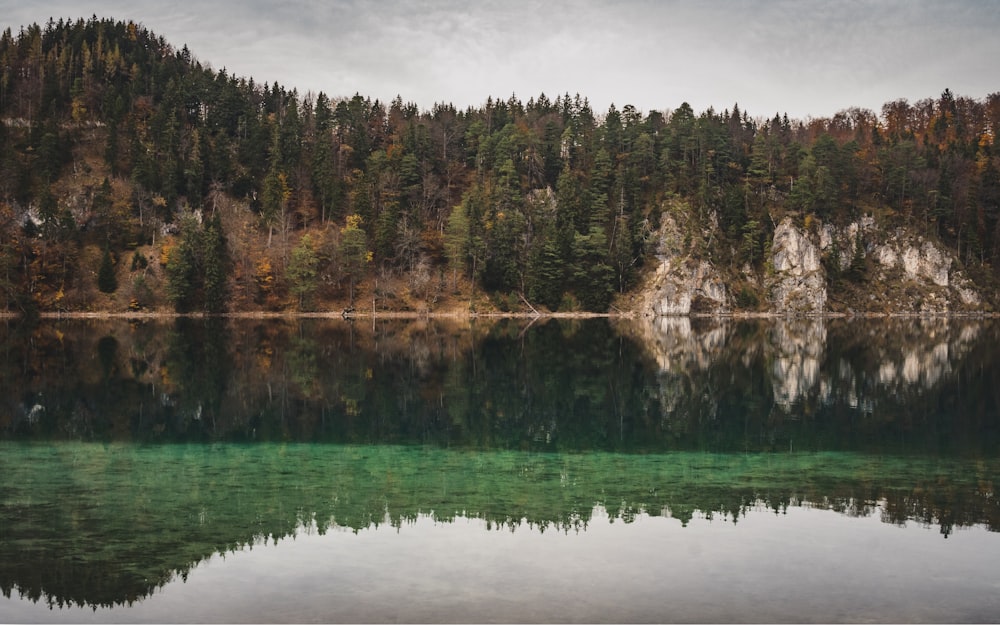 specchio d'acqua vicino agli alberi durante il giorno