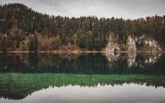 body of water near trees during daytime in Alpsee Germany