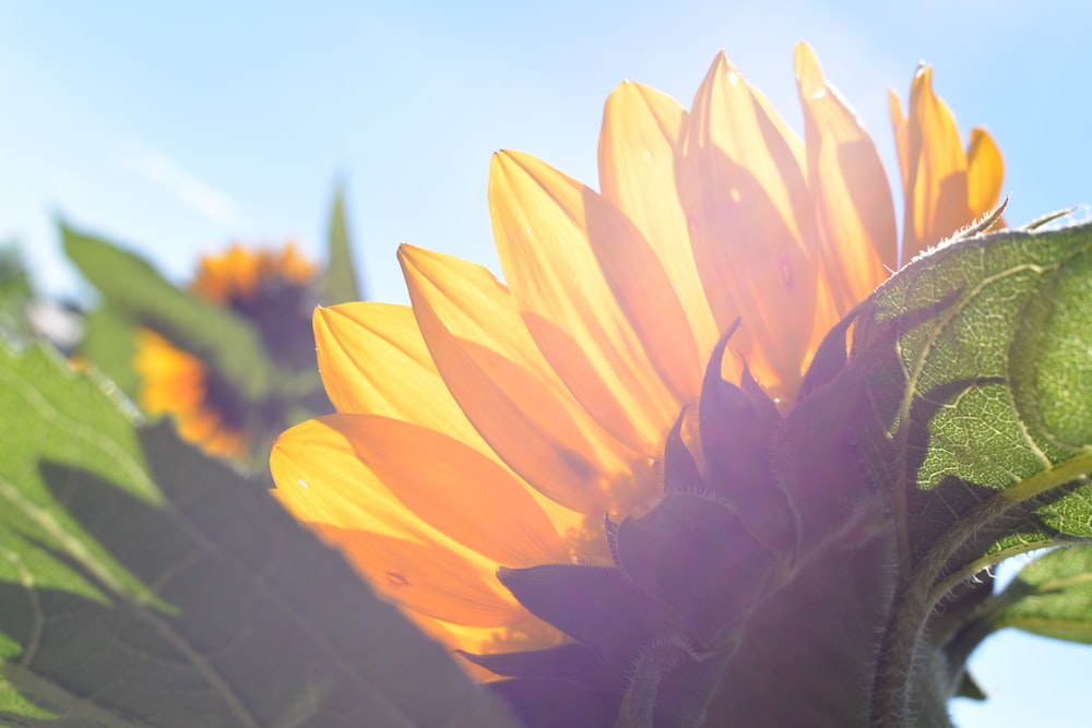 yellow sunflower