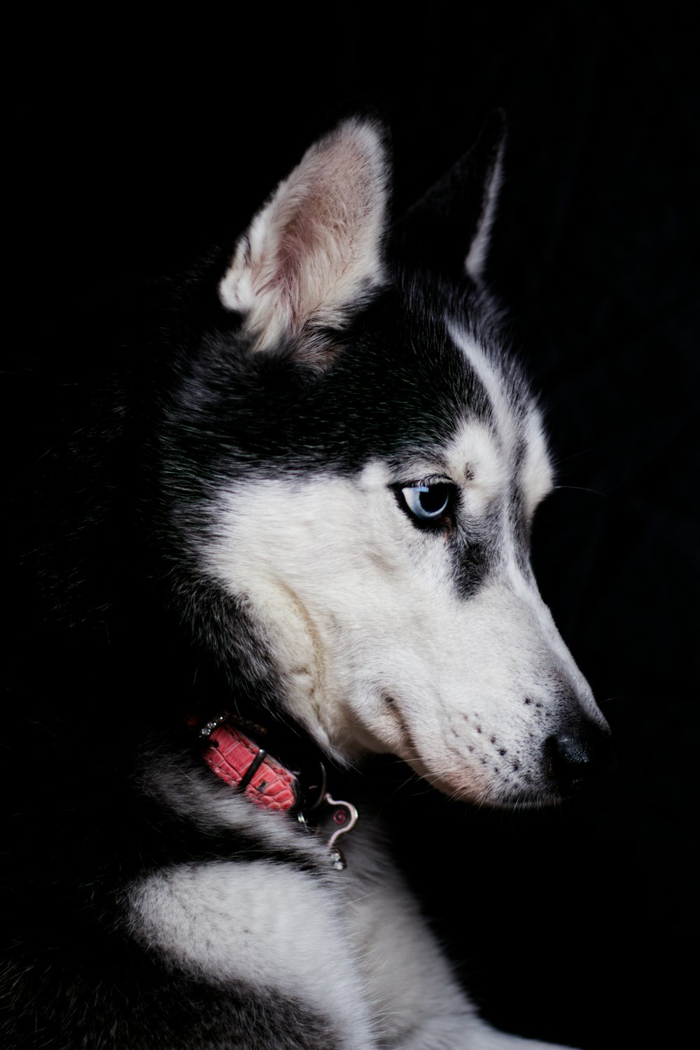 close-up photography of black and white Siberian husky
