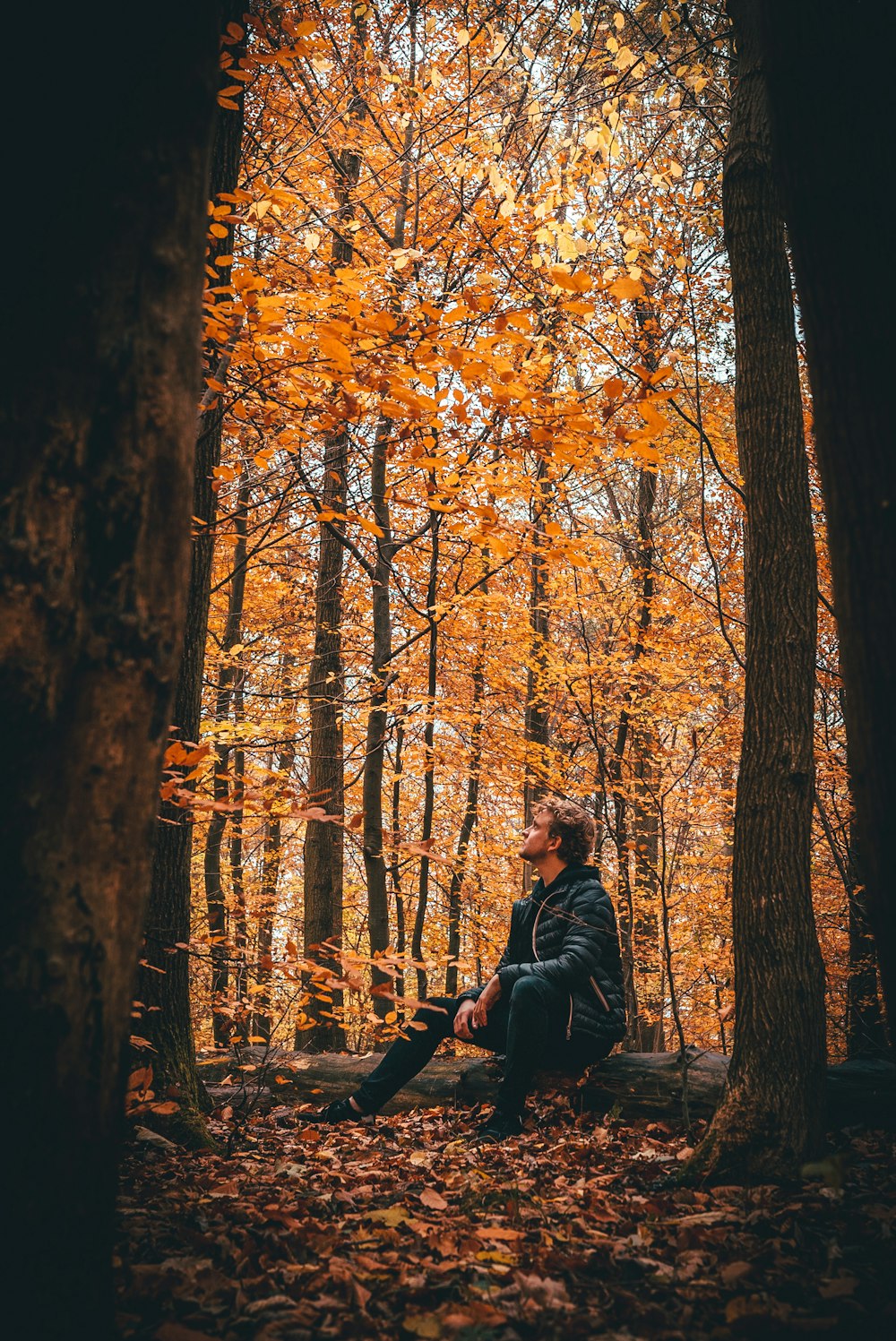 man sitting on fallen log between tree line