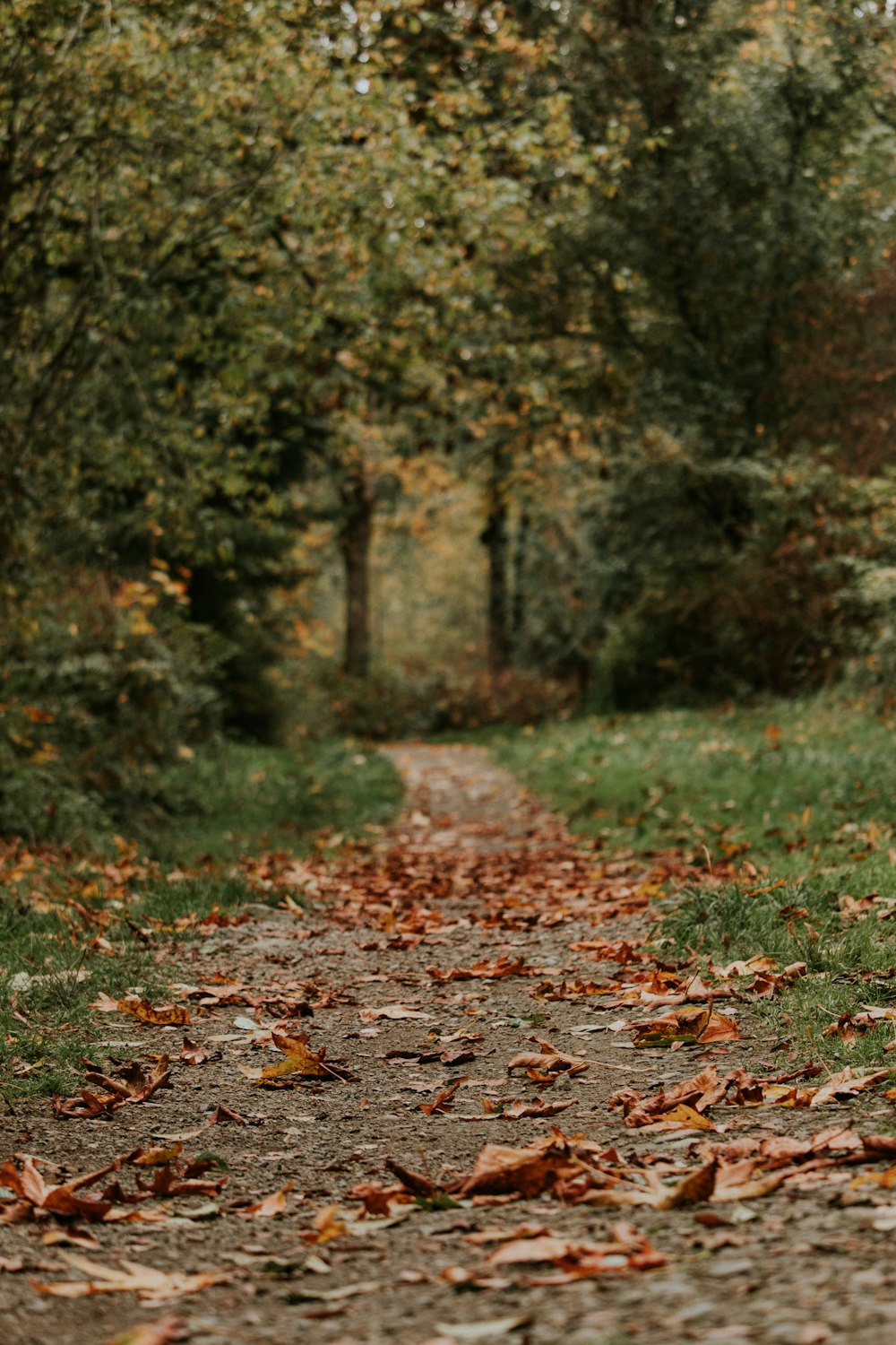 fallen leaves on brown pathway