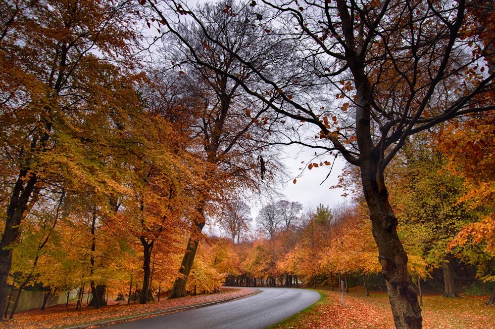 maple trees during daytime